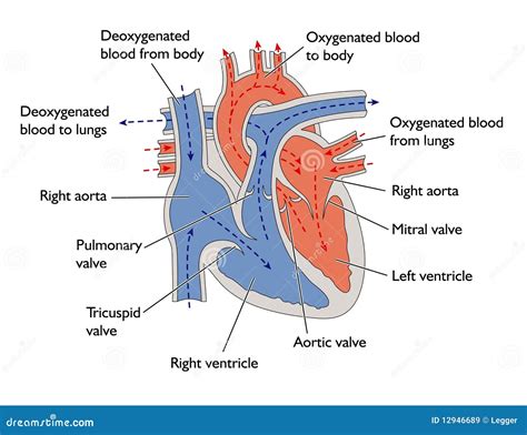 How Does Deoxygenated Blood Flow Through The Heart Photos Idea