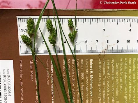 Carex Bushii Illinois Botanizer