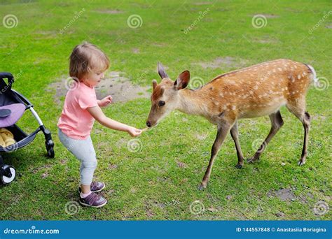 Child Feeding Wild Deer At Petting Zoo Kids Feed Animals At Outdoor