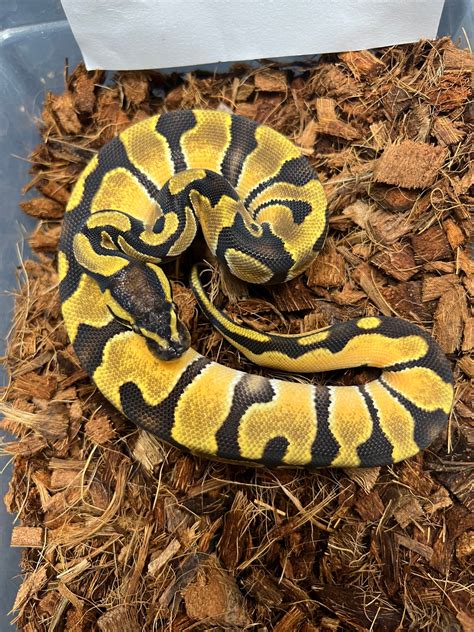 Orange Dream Enchi 66 Possible Het Pied Ball Python By Caged Constrictors Morphmarket