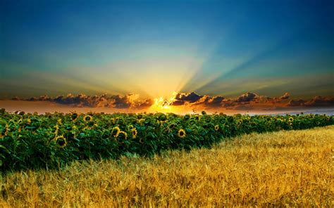 Online Crop Landscape Photo Of Sun Rising In Deep Yellow Sunflower