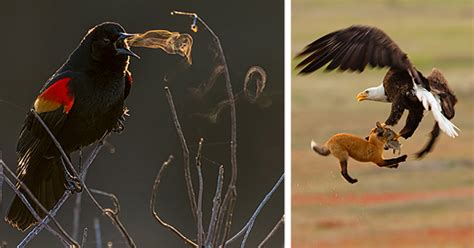 The Winners Of This Years Audubon Bird Photography Awards Have Been