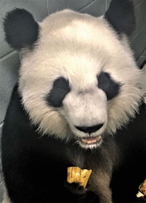 Panda Updates Monday October 15 Zoo Atlanta