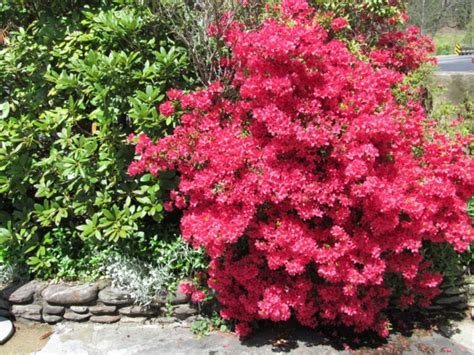 Alles über frühlingsblüher, sommerblüher, herbstblüher und winterblüher. Wie gestalte ich meinen Garten in europäischem Stil