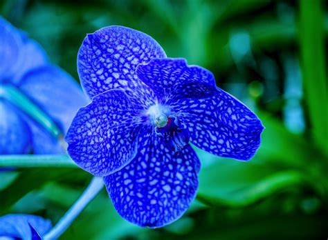 Blue Vanda Orchid Macro A Photo On Flickriver