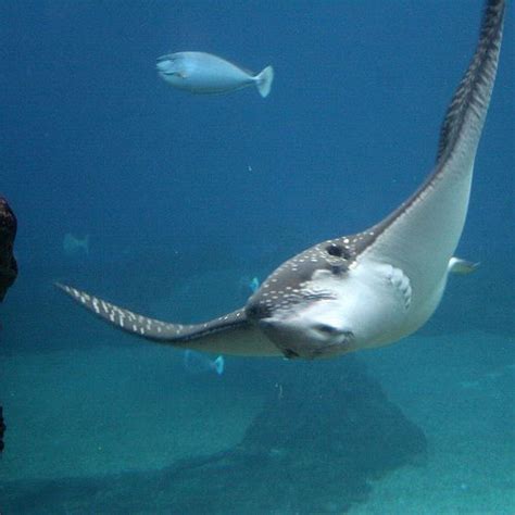 Underwater Sea Life At Maui Ocean Center Beautiful Sea Creatures Underwater Sea Life Under