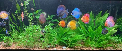 Assortment Of Discus In My Planted Aquarium Planted Aquarium Discus