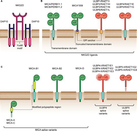 Frontiers Manipulating The NKG2D Receptor Ligand Axis Using CRISPR