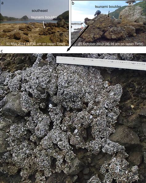 Outcrop Of A Tsunami Boulder On A Wave Cut Bench At Nabeta Izu