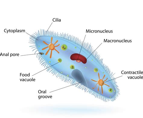 The Major Classification And Characteristics Of Protozoa Biology