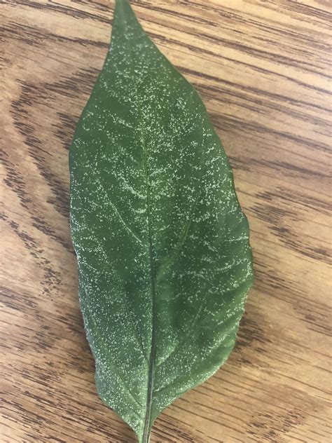 What Is This White Stuff Growing On My Pepper Leaves It Feels Rough