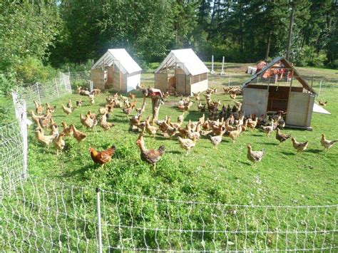 Why Pasture Raised Poultry — Your Site Title