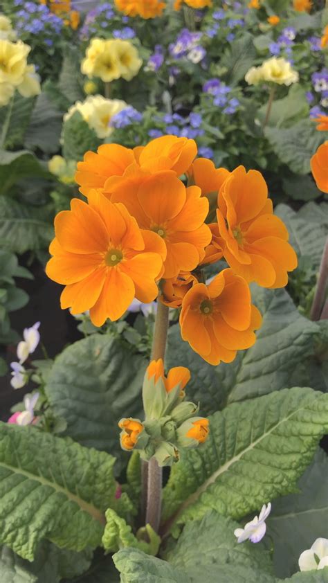 Épinglé sur flowers