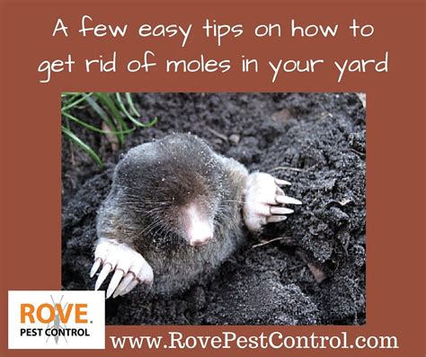 A Few Easy Tips On How To Get Rid Of Moles In Your Yard Rove Pest Control