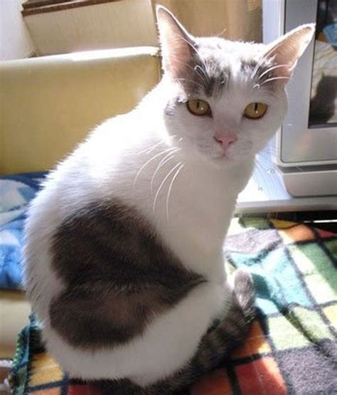 11 Cats That Got Famous For Their Awesome Fur Markings