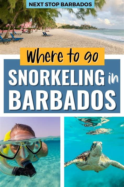 discover snorkeling in barbados best snorkel beaches and tours barbados travel best