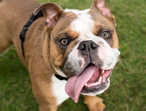 14 Ugly Dog Breeds Uniquely Suited To Capture Your Heart