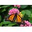 Monarch Butterfly Migration  American Pro