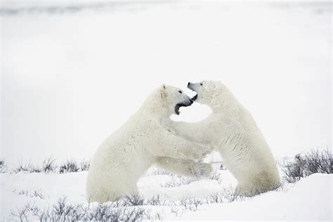 Polar Bears Fighting Photograph By Richard Wear