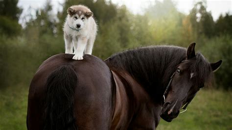 Husky Puppy Horse Ride Backiee