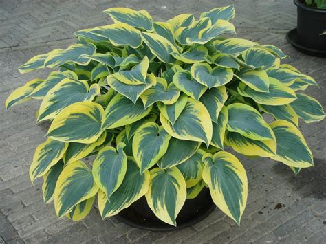 Maybe you would like to learn more about one of these? Hosta 'First Frost' - Greenseasons