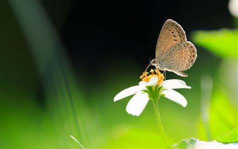 Mariposa en fondo verde hd 1280x800 - imagenes ...