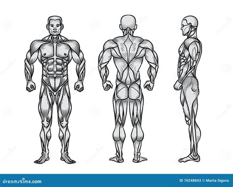 Muscular Anatomy Of The Back Stock Photography