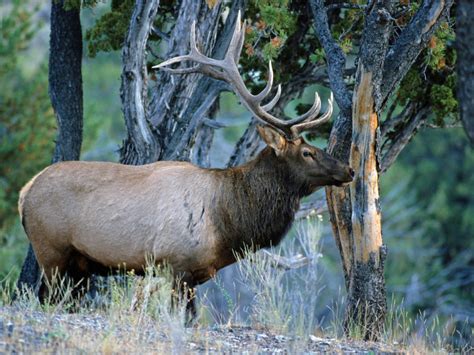 A bull (male) elk's antlers may reach 4 feet above its head, so that the animal towers 9 feet tall. Elk 101: Everything You Need to Know About these Majestic ...