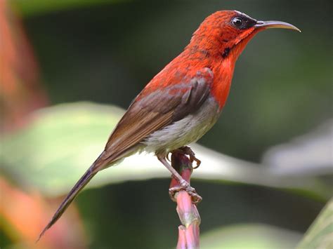 Crimson Sunbird Ebird
