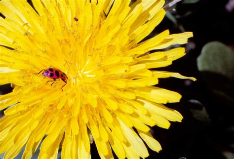 Coleomegilla Maculata Spotted Lady Beetle In Dandelion Flickr