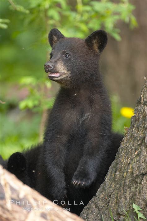 American Black Bear Ursus Americanus Orr Minnesota 18836