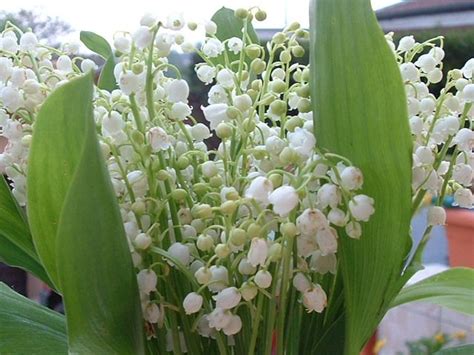 Ajouté par marie le 28/12/2019 pour jouer il faut sélectionner le nombre de pièces du puzzle et cliquer sur jouer pour commencer la partie. fond d'ecran gratuit bouquet de muguet