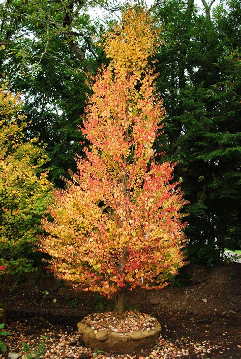 Ornamental Trees | Planters' Choice