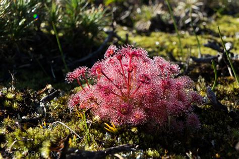Drosera purpurascens - Fierce Flora