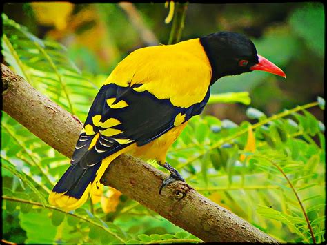 Yellow Bird In Sri Lanka Bird Yellow Bird Pretty Birds