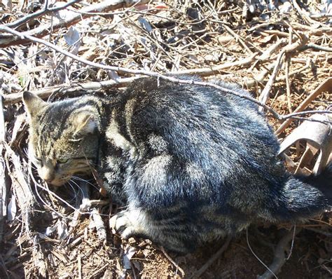Are Feral Cats Dangerous To Dogs