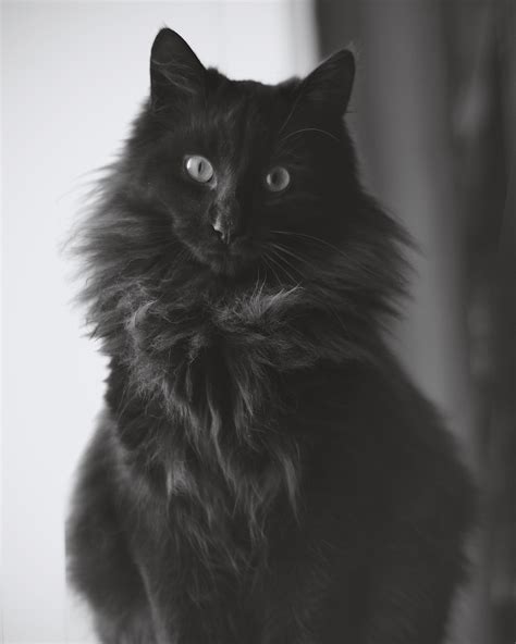 free images black and white black cat whiskers vertebrate maine coon norwegian forest cat