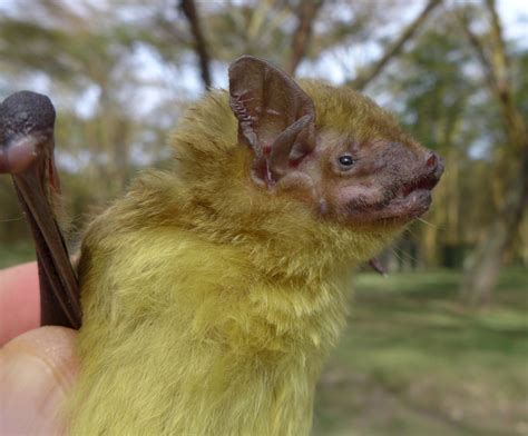 African Yellow Bat Bats Of Ivory Coast · Inaturalist