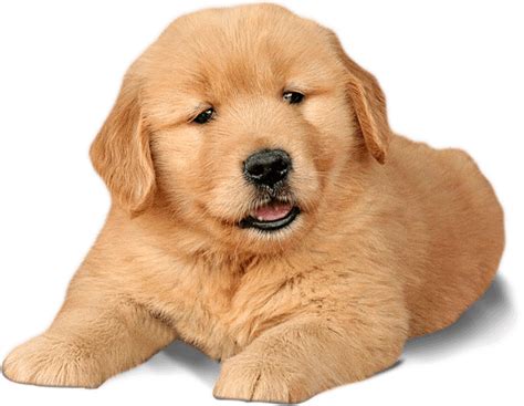 Golden retrievers are beautiful animals with an enormous capacity for love and loyalty. Golden Retriever Puppies For Adoption Near Me - The W Guide