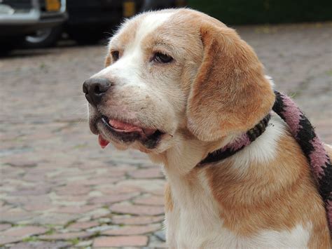 In fact, many people live with cancer for a long time. How to Tell if Your Dog Has an Oral Tumor - Montana Pet ...