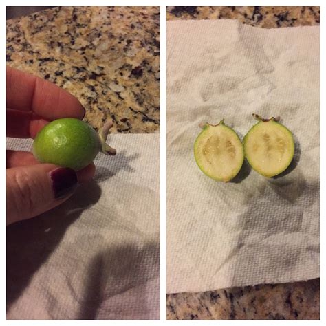 Identification What Is This Oval Small Green Fruit