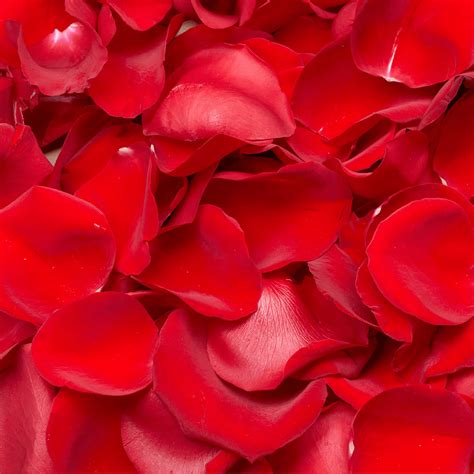 This velvety, deep red hybrid tea is still one of the most popular garden roses. Best Red Rose Petals | GlobalRose