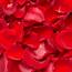 Best Red Rose Petals  GlobalRose