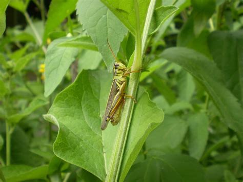 The word has been used in combination to describe more distantly related taxa in the suborder ensifera, suc. Bush Crickets phone, desktop wallpapers, pictures, photos ...