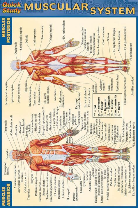 The Human Muscular System Laminated Anatomy Chart Sis
