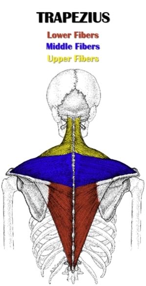 Apr 10, 2018 · a trapezius strain is a common injury that can limit your range of motion and the strength in your arms. The Definitive Guide to Middle Trapezius Anatomy ...