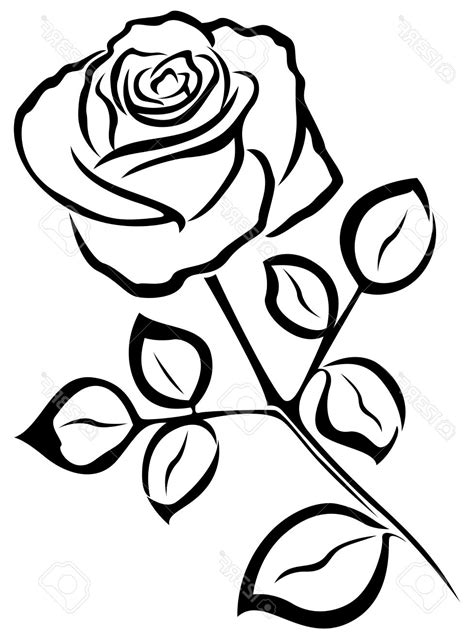 All lines should be very lightly applied as most of them will be erased. The best free Rose drawing images. Download from 14150 ...