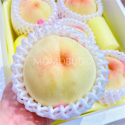 Japanese Shouo Hakuhou White Peach T Box Tokushu Grade — Momobud