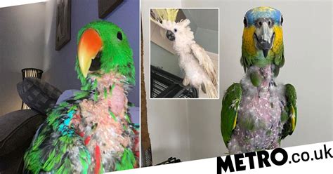 Parrots Pulled Their Feathers Out After Owners Couldnt Care For Them