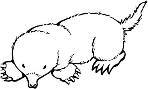 Mole Coloring Page at GetColorings.com | Free printable colorings pages